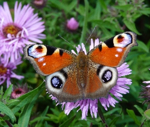 Rusałka pawik, Motyl