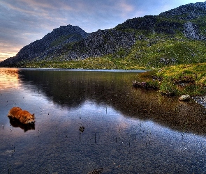 Jezioro, Pies, Góry