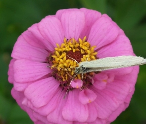 Bielinek, Kwiat, Motyl
