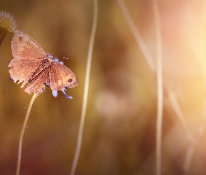 Motyl