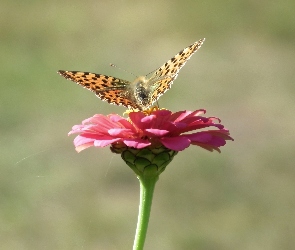 Perłowiec malinowiec, Cynia, Motyl