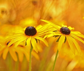 Rudbekia, Kwiaty, Żółte