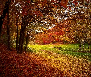 Jesień, Liście, Kolorowe, Drzewa