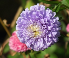 Kwiat, Aster, Przyroda