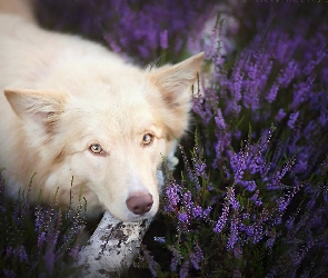 Border Collie, Wrzos