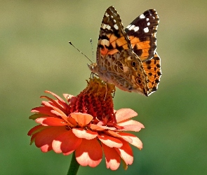 Rusałka, Cynia, Kwiat, Osetnik, Motyl