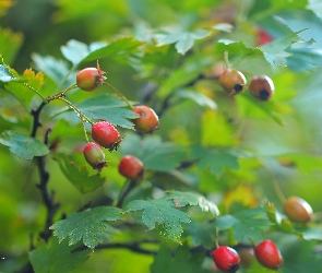 Czerwone, Owoce, Głóg