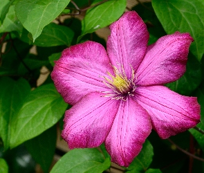 Różowy, Clematis