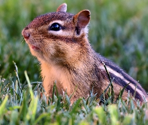 Łąka, Trawa, Wiewiórka, Chipmunk