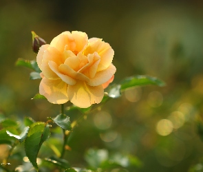 Żółta, Kwiat, Róża