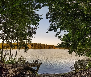 Konar, Drzewa, Jezioro, Las