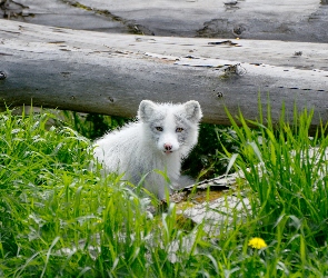 Lis, Polarny
