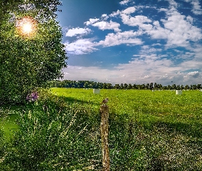 Drzewa, Chmury, Światło, Przebijające, Pole