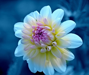Dalia, Makro, Kwiat