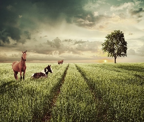 Konie, Słońce, Drzewo, Pole