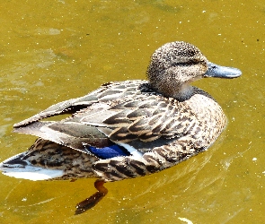 Kaczka krzyżówka, Samica