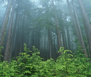 Las, Roślinność, Zielona, Mgła