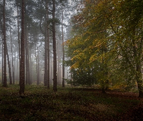 Las, Mgła, Jesień