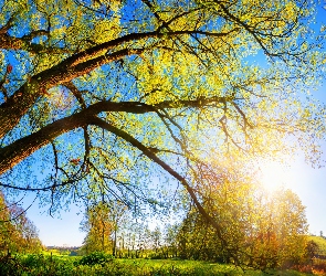 Drzewa, Łąka, Słońce