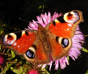 Motyl, Rusałka pawik