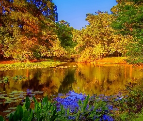 Jesień, Most, Park, Staw