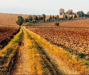 Drzewa, Droga, Jesień, Pola