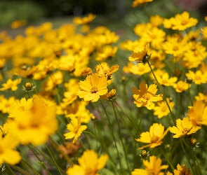 Żółte, Nachyłek, Kwiaty