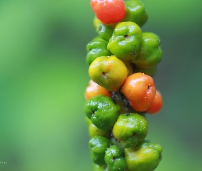 Kolorowe, Owoce, Roślina