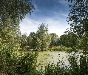 Drzewa, Roślinność, Bagno