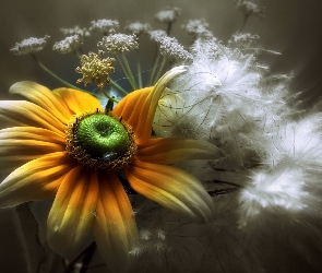 Makro, Kwiaty, Rudbekia, Białe