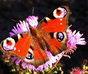 Rusałka pawik, Motyl