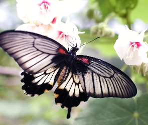 Czarny, Kwiaty, Białe, Motyl