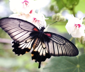 Kwiaty, Białe, Czarny, Motyl