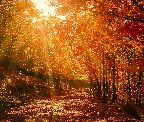 Las, Jesień, Słonecznych, Przebijające, Światło, Promieni, Droga