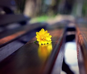 Zbliżenie, Kwiatek, Ławka, Żółty