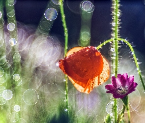 Mak, Światło, Bokeh, Rosa, Kwiat