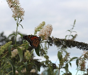 Motyl, Lato, Budleja, Liście, Monarch