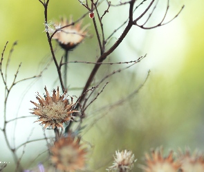 Rośliny, Gałązki, Suszki