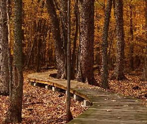 Drzewa, Park, Jesień, Liście
