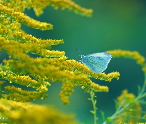 Żółte, Bielinek, Motyl, Kwiaty, Nawłoć