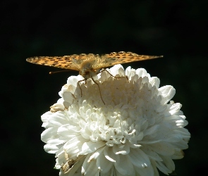 Motyl, Aster, Kwiat, Perłowiec malinowiec