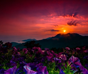 Góry, Kwiaty, Zachód słońca