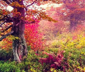 Las, Drzewa, Roślinność, Jesień