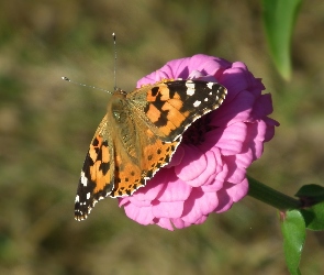 Motyl, Cynia, Kwiat, Rusałka osetnik