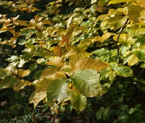 Jesień, Gałąź, Liście