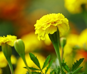 Żółty, Kwiat, Aksamitka