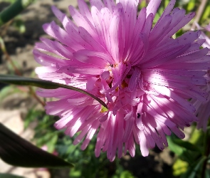 Różowy, Aster