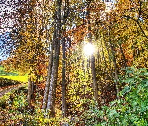 Jesień, Promienie słońca, Liście, Droga, Las