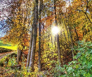 Las, Promienie słońca, Droga, Liście, Jesień