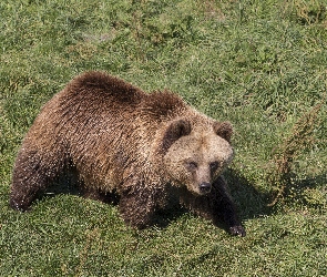 Niedźwiedź, Trawa